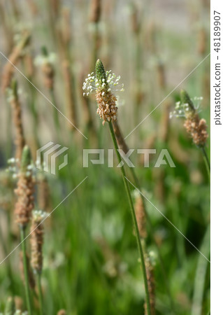 Ribwort Plantain Ribwort Plantain 48189907