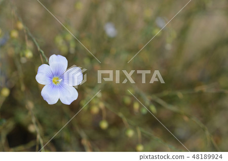 Perennial flax 48189924