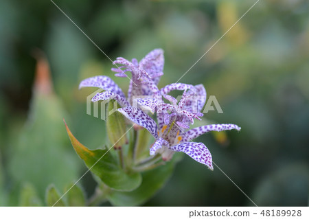 Hairy toad lily 48189928