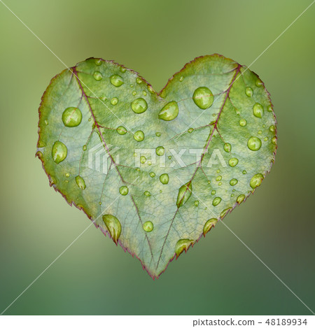 Heart symbol of green rose leaves isolated on a green background. 48189934