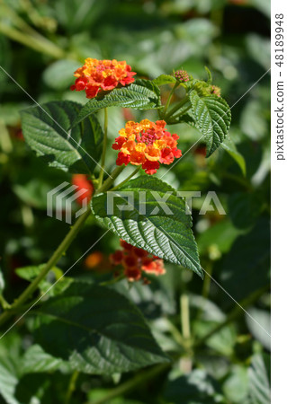 Shrub verbena flower 48189948