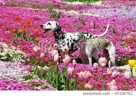 Shiba Sakura and Dalmatian 48190761