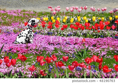 Shiba Sakura and Dalmatian 48190763