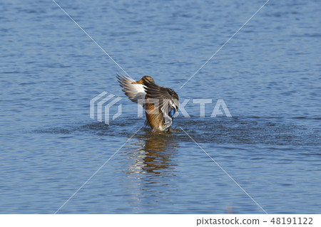 Wings of ducks (6/8) 48191122