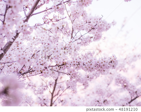 Cherry tree in full bloom Cherry tree in full bloom 48191210