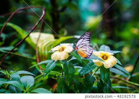 Beautfiul Painted Jezebel Butterfly 48192578