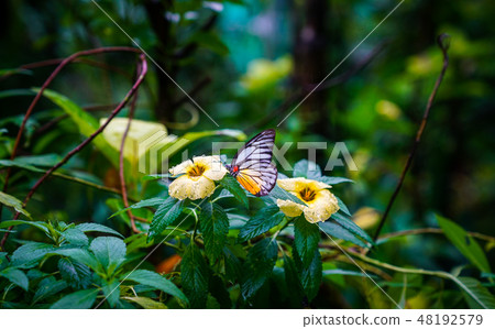 Butterfly park Butterfly park 48192579