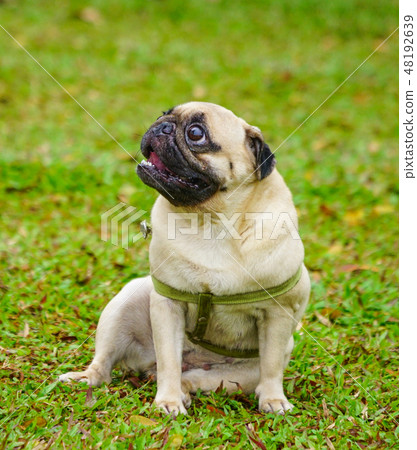 Cute pug looking up Cute pug looking up 48192639