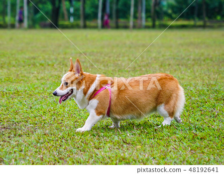 Pembroke Welsh Corgi in the park Pembroke Welsh Corgi in the park 48192641