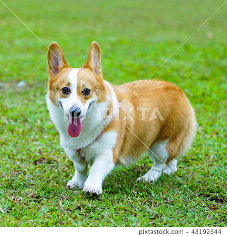 Pembroke Welsh Corgi in the park Pembroke Welsh Corgi in the park 48192644
