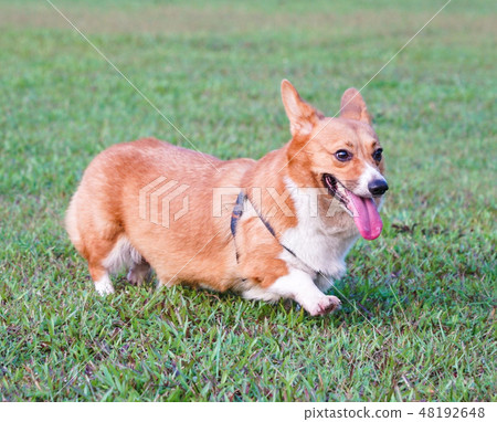 Pembroke Welsh Corgi in the park Pembroke Welsh Corgi in the park 48192648