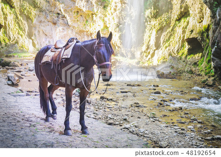 Brown horse on the background of mountains and waterfall Brown horse on the background of mountains and waterfall 48192654