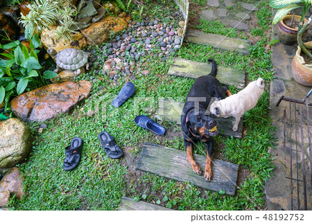 Two dogs in a garden 48192752