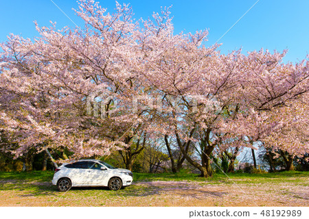 照片素材：香川縣，聖寺山，櫻花，風景，春天，汽車 48192989