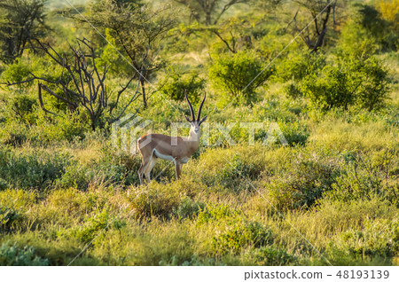 Young female antelope in the savannah Young female antelope in the savannah 48193139