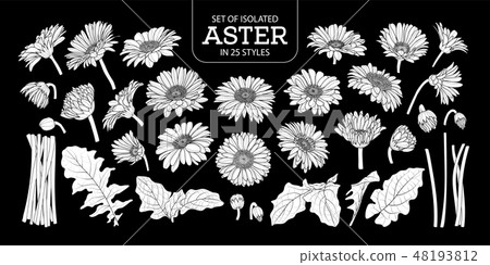 Set of isolated white silhouette Aster. Set of isolated white silhouette Aster. 48193812