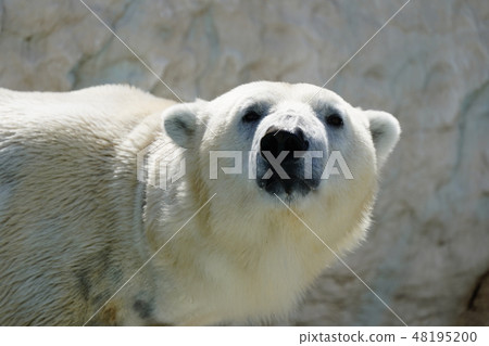 Polar bears Polar bears 48195200