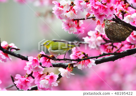 Cherry blossom, green eye Cherry blossom, green eye 48195422