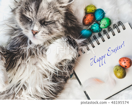 Charming, cute kitten, notebook and Easter eggs Charming, cute kitten, notebook and Easter eggs 48195574