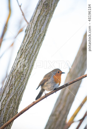 Robin British National Bird 48196184