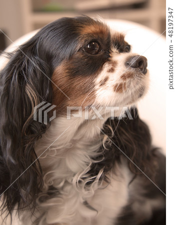 Cavalier king dog 48197347