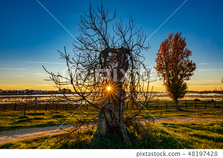 Sunrise behind dry tree with ray lights Sunrise behind dry tree with ray lights 48197428