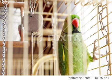 Green lory parrot. Talkative lorikeet pet  48197667