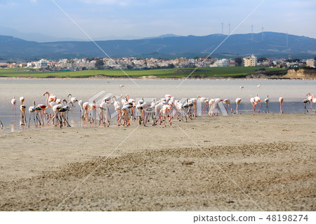 Flamingos in Cyprus 48198274