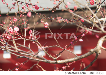 Ebata Tenshin公司 48198430