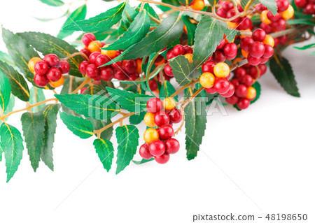 Plant 48198650