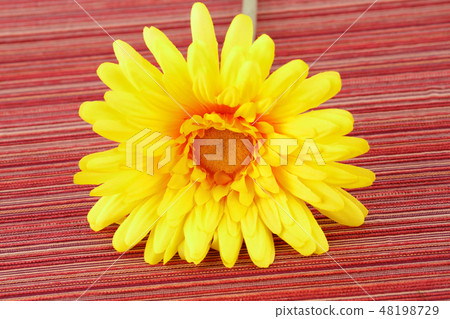 Daisy Daisy 48198729