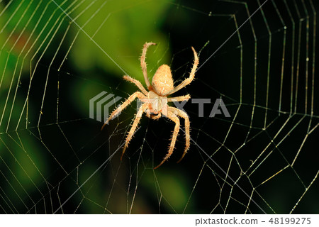 Big brown spider on its web 48199275