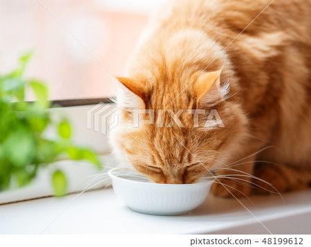 Close up photo of cute ginger cat drinking milk 48199612