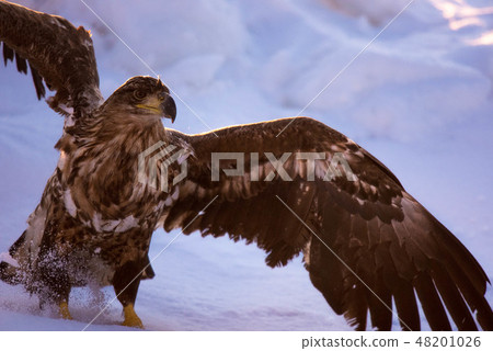 知床冬天 48201026