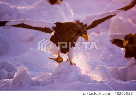 Shiretoko winter 48201028