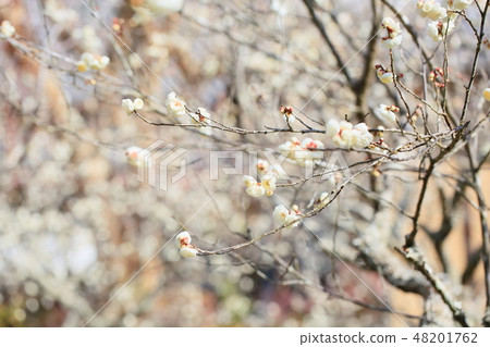 白花花 白花花 48201762