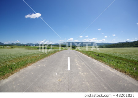 蕎麥田間道路 48201825