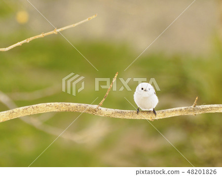 Shimaneenaga停在樹上 48201826