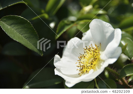 薔薇 薔薇 48202109