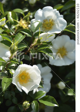 薔薇 48202110
