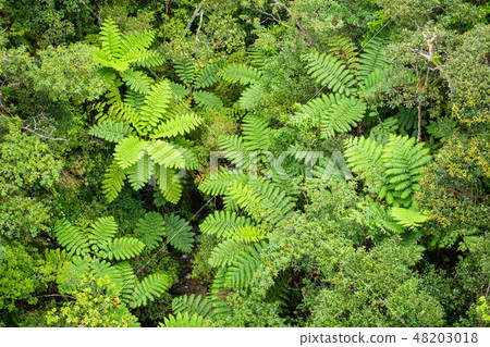 Lizardhead母雞蕨植物沖繩東村 48203018