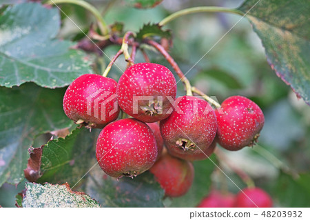 Fruit and leaves of hawthorn hawthorn suffering salt damage 48203932
