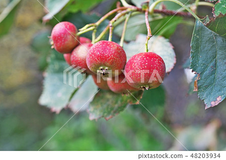 山楂山楂果子和葉子遭受鹽損傷 48203934