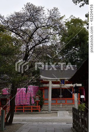 Yasaka Shrine White Beauty in front of Buddhist priest Yasaka Shrine White Beauty in front of Buddhist priest 48204456