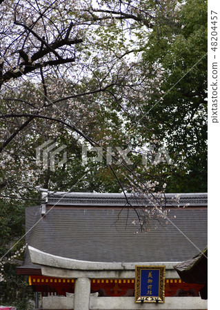 Yasaka Shrine White Beauty in front of Buddhist priest 48204457