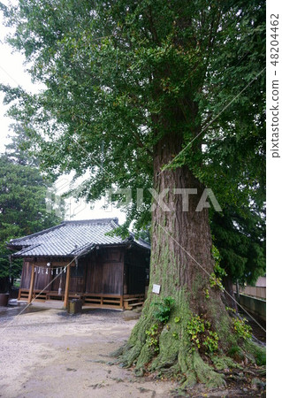 539 Echo Katori Shrine's Ginkgo 48204462