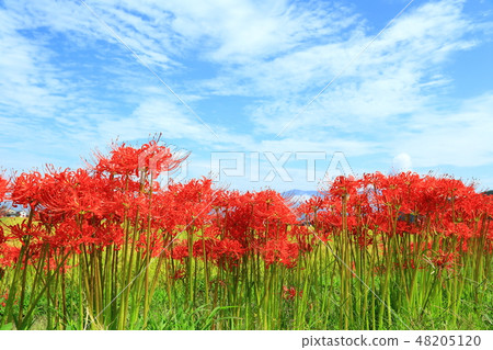 Aozora and Higanbana 48205120