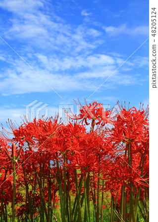 Aozora and Higanbana 48205124