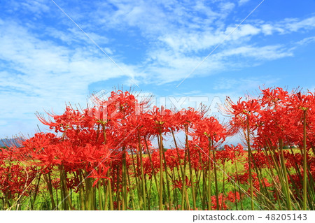 Aozora and Higanbana 48205143