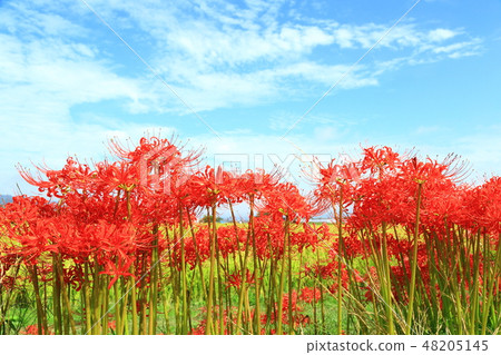 Aozora and Higanbana 48205145